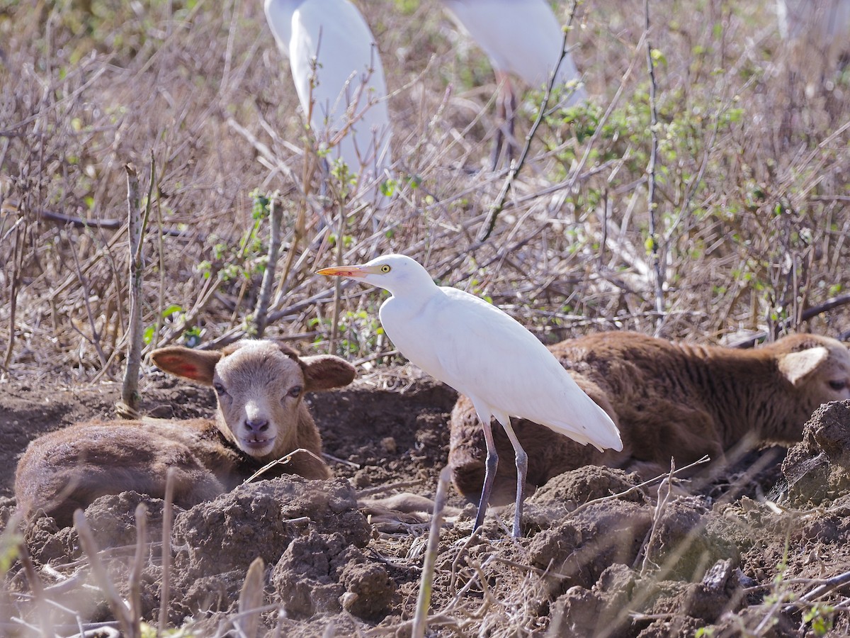 ニシアマサギ - ML645651722