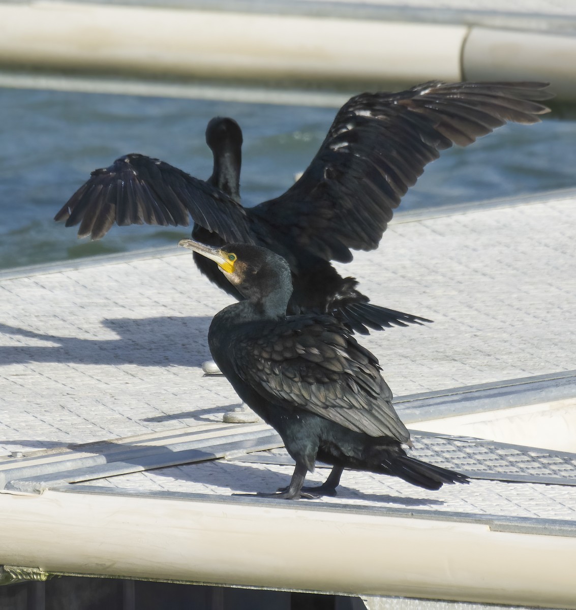 カワウ - ML645651723