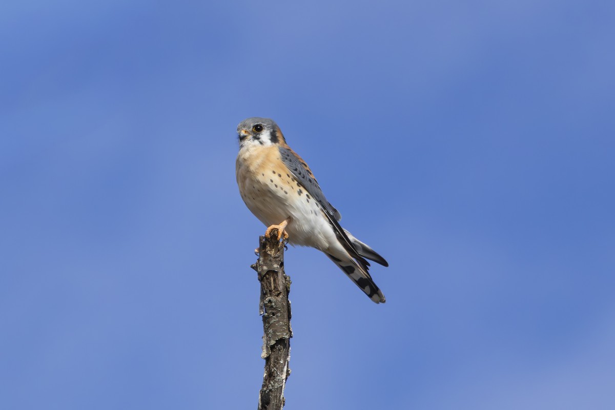 アメリカチョウゲンボウ - ML645651724