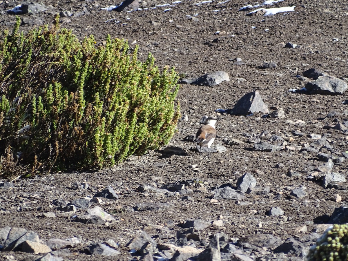 シロハラカワカマドドリ - ML645651729