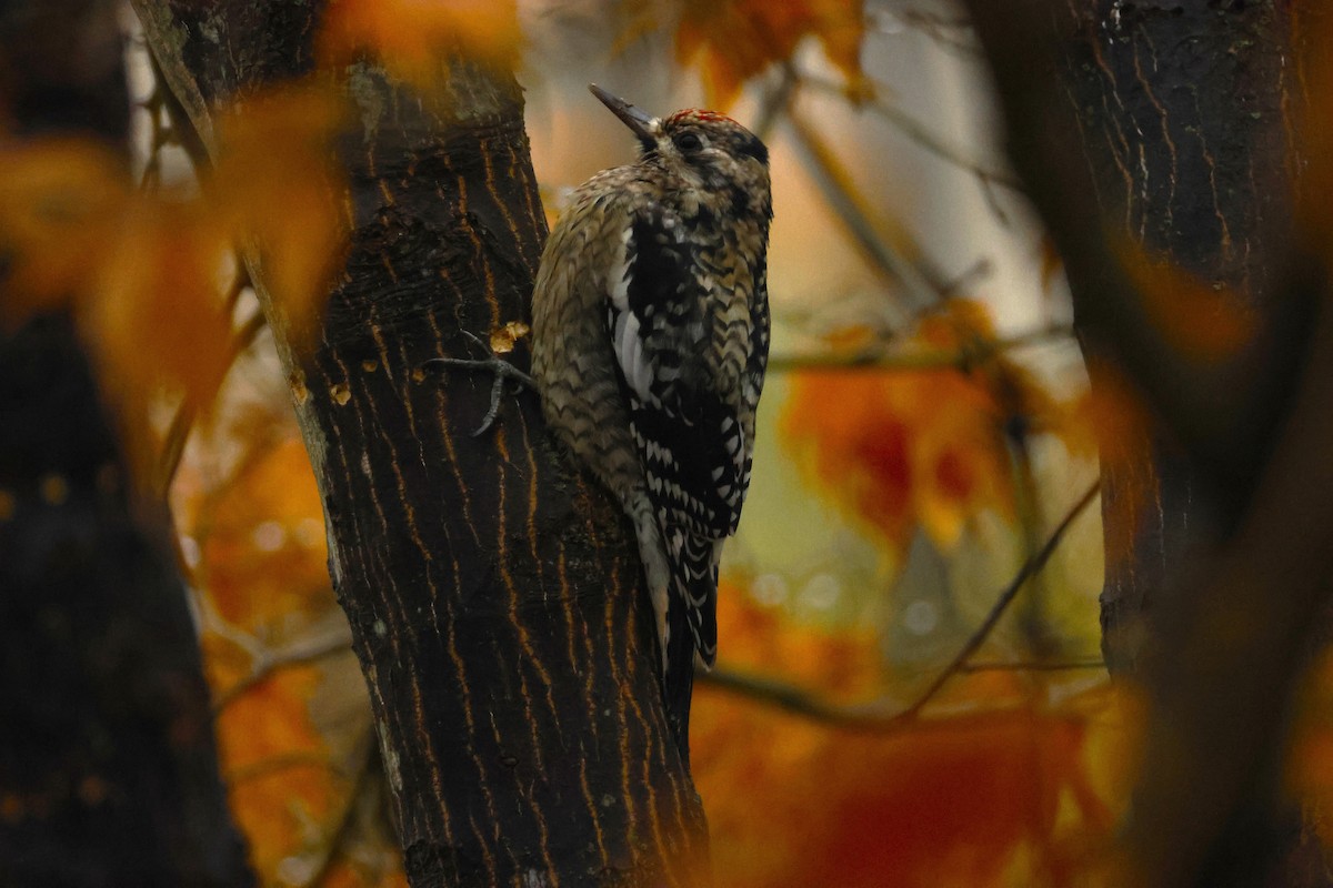 シルスイキツツキ - ML645651730