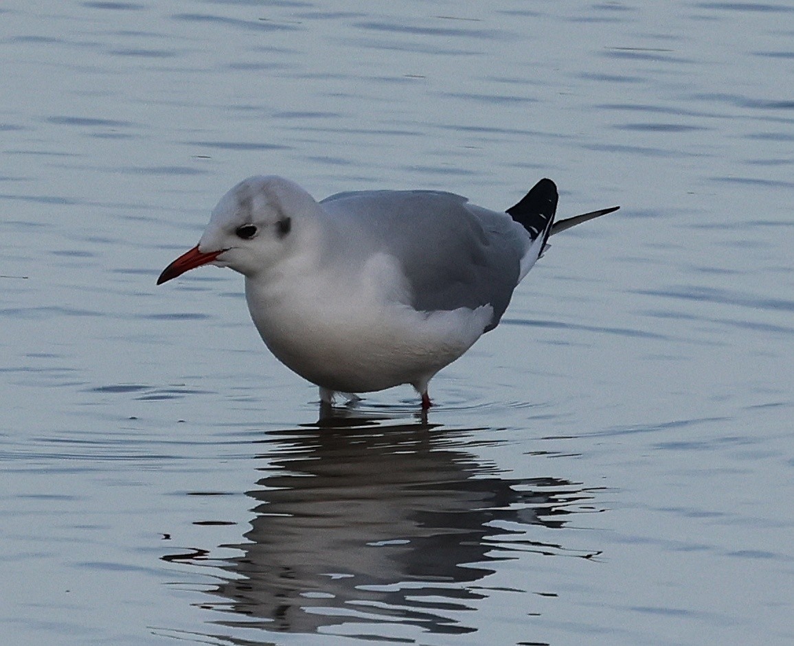 ユリカモメ - ML645651732