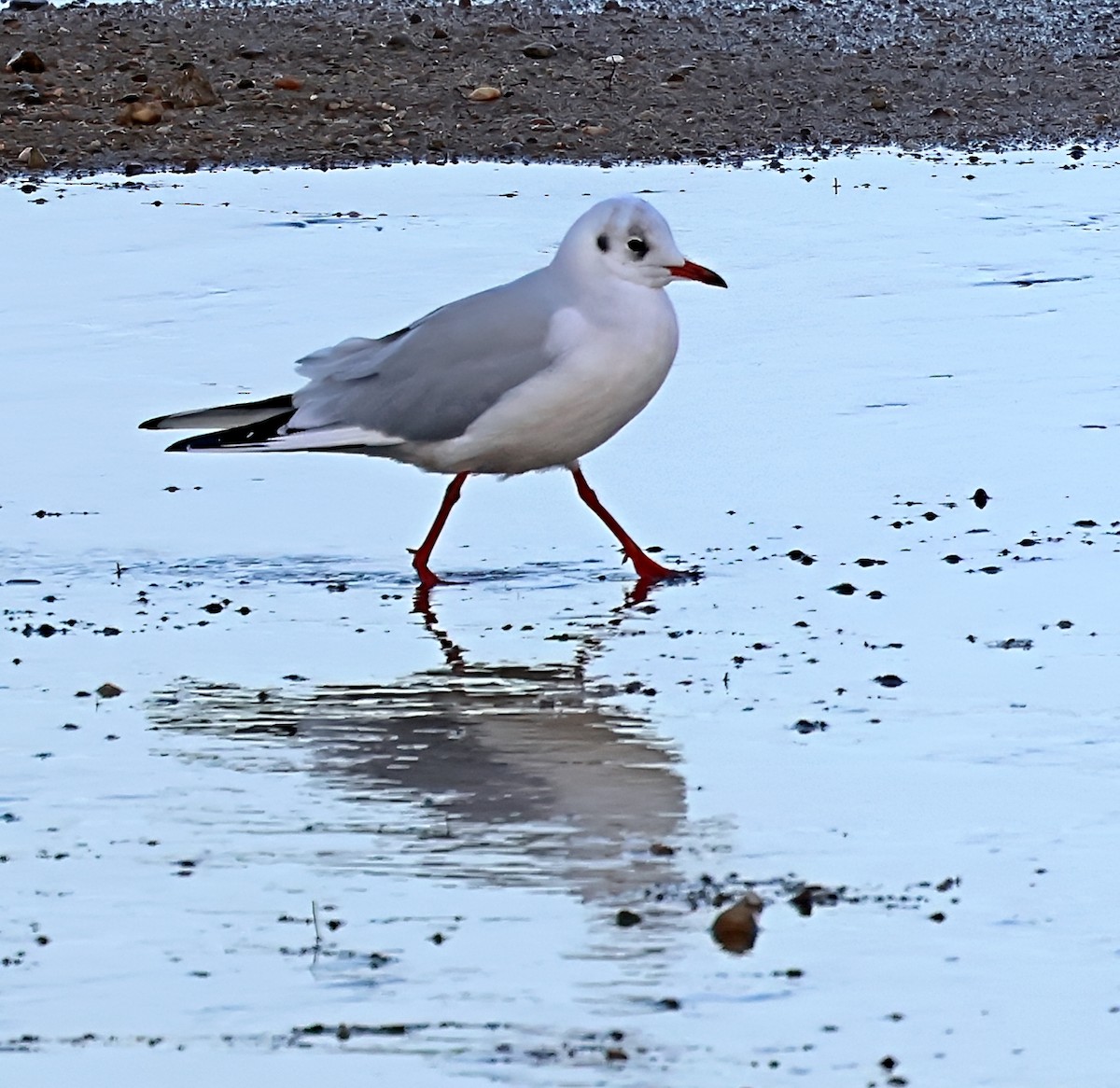 ユリカモメ - ML645651733