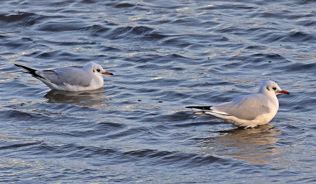 ユリカモメ - ML645651734