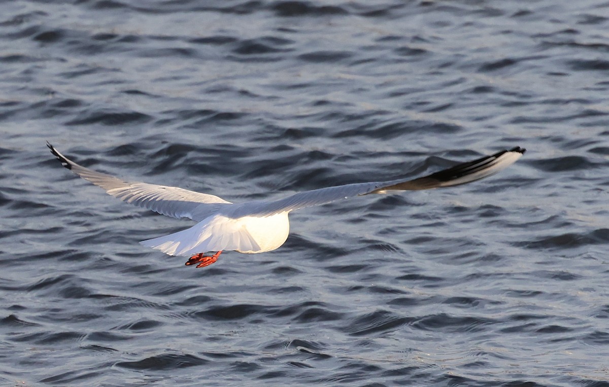 ユリカモメ - ML645651735