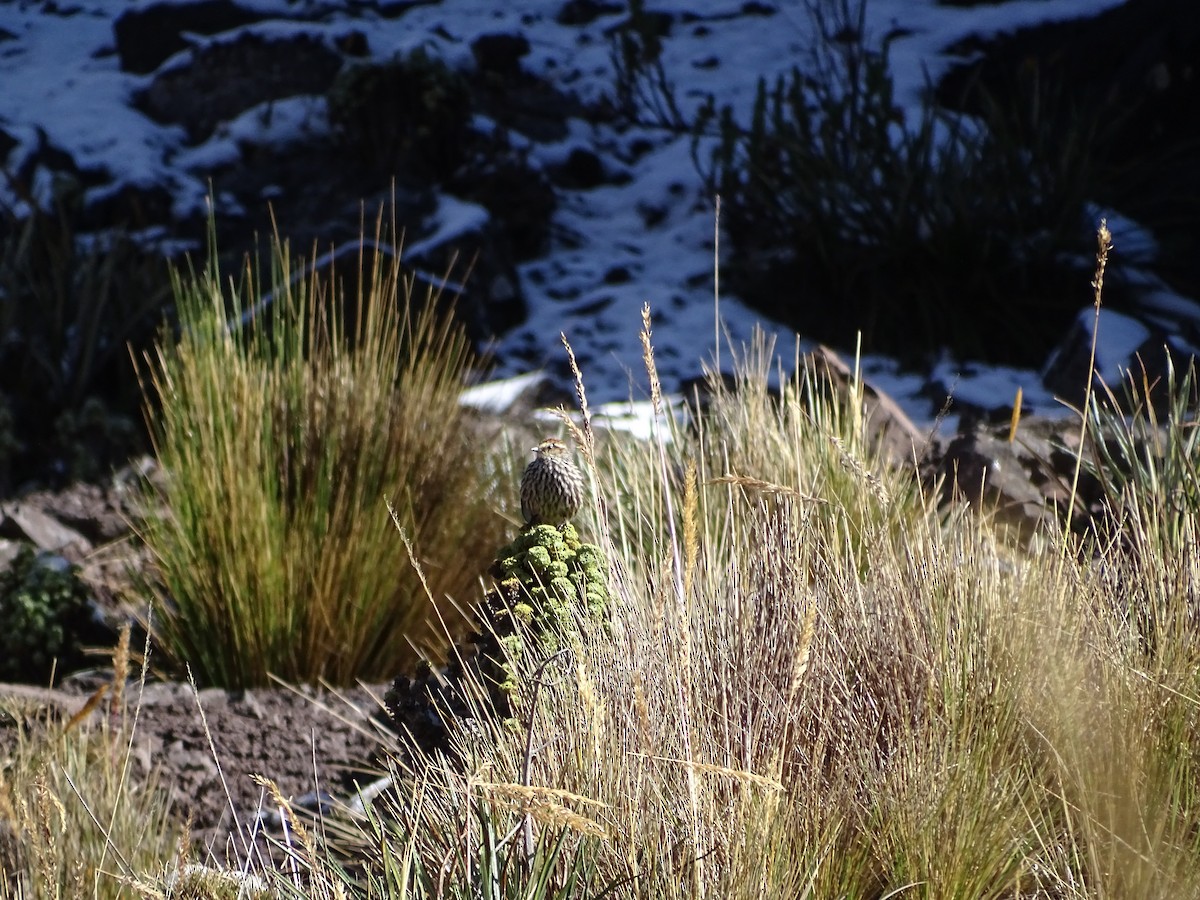 アンデスエナガカマドドリ - ML645651736