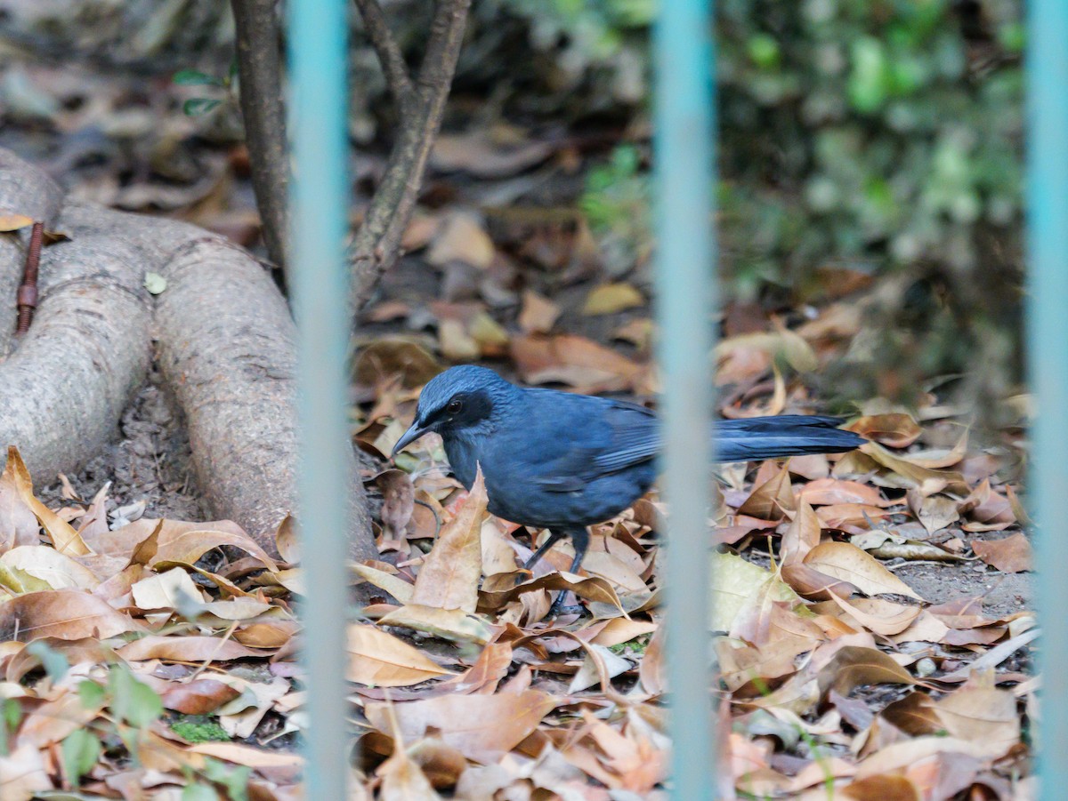 アオマネシツグミ - ML645651737