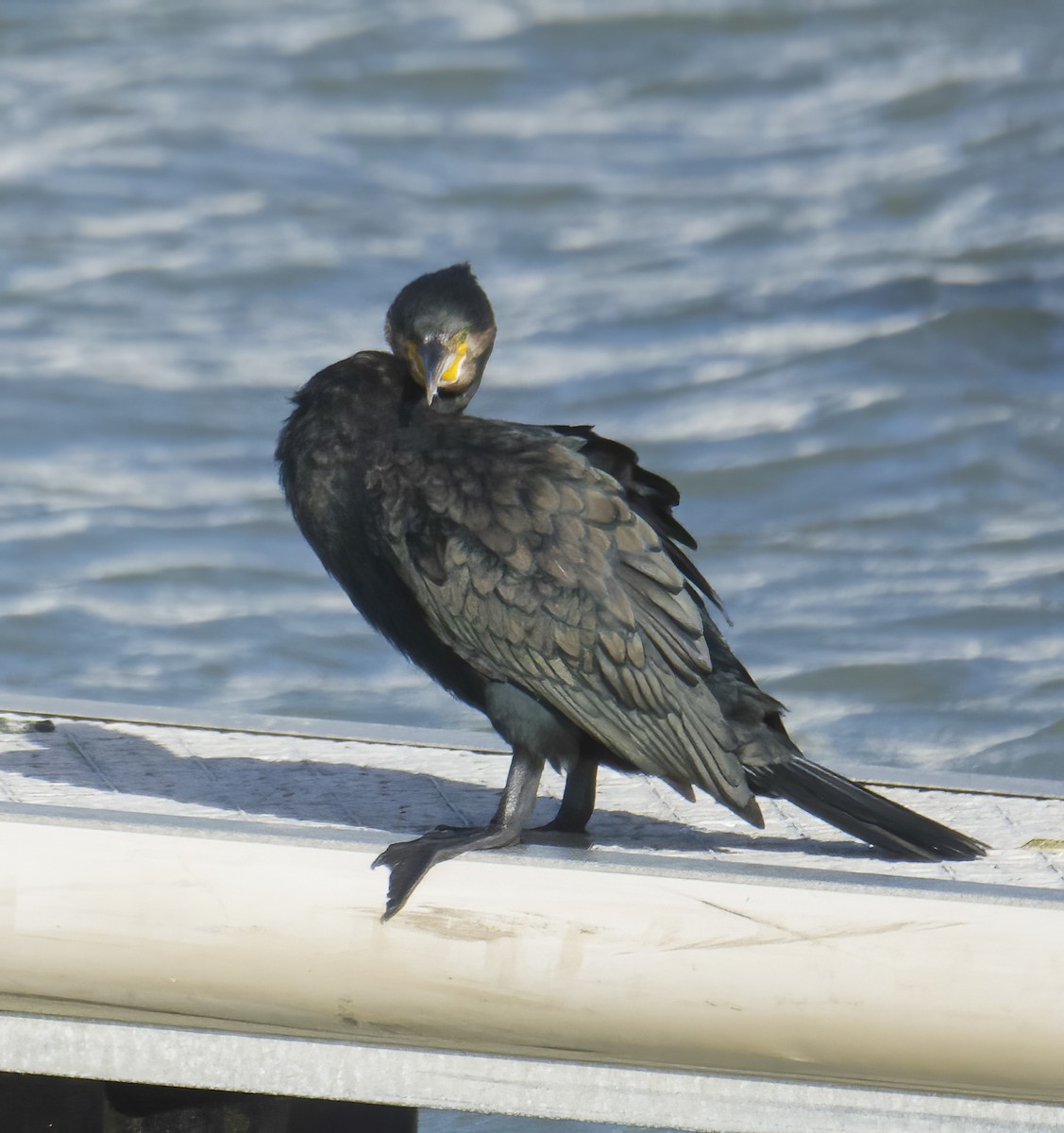 カワウ - ML645651738