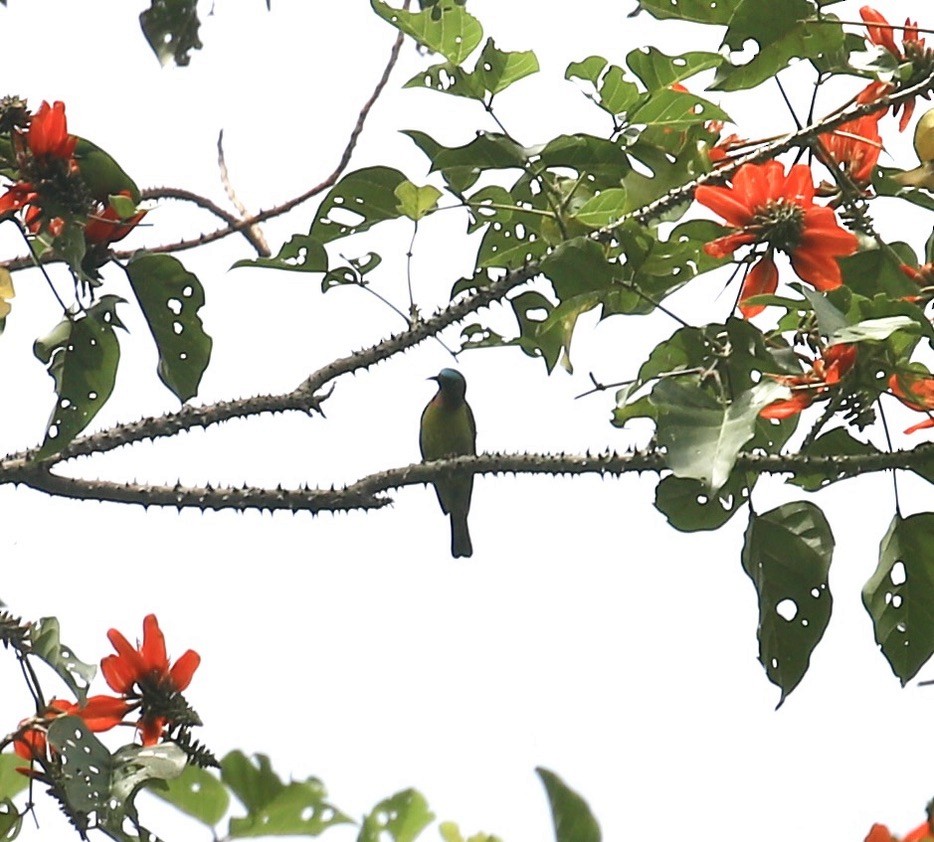 ホオアカコバシタイヨウチョウ - ML645651739