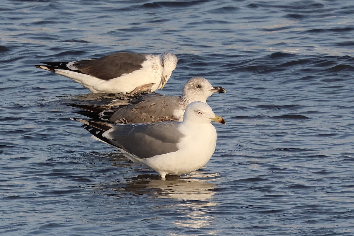 キアシセグロカモメ - ML645651740