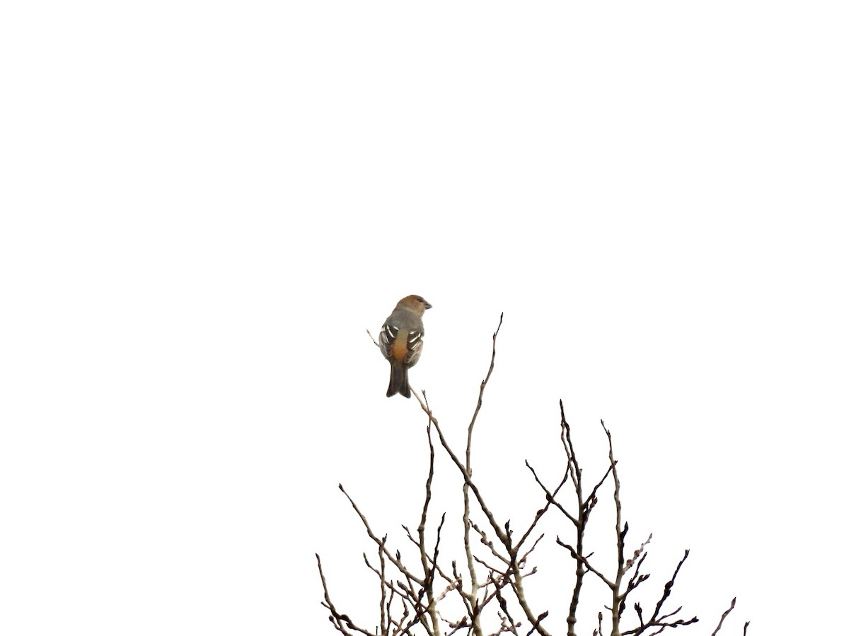 Pine Grosbeak - ML645651741