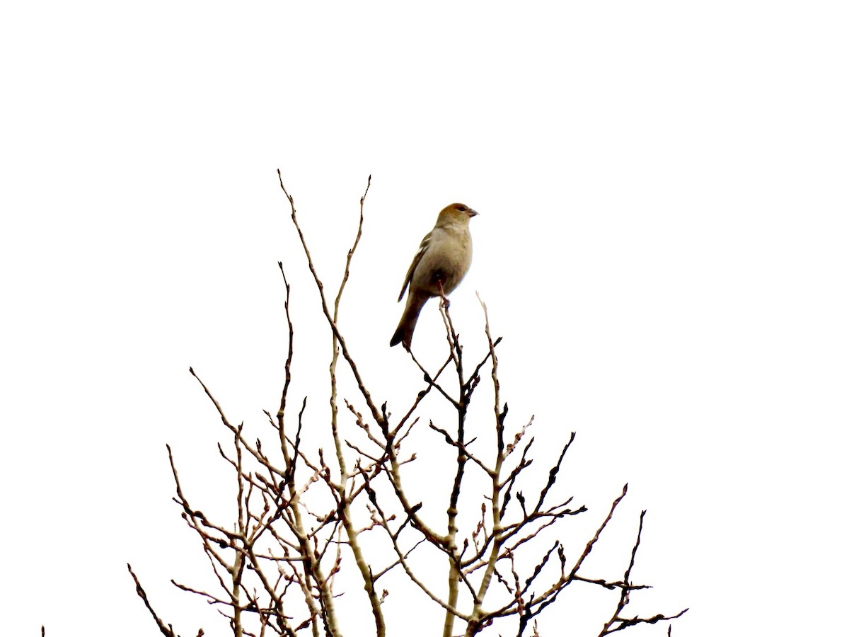Pine Grosbeak - ML645651742