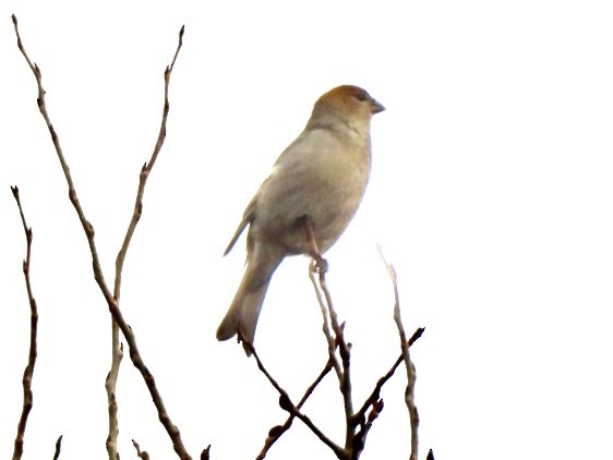 Pine Grosbeak - ML645651743