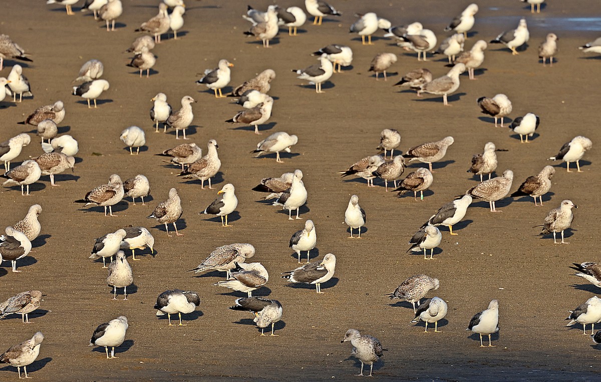 キアシセグロカモメ - ML645651744