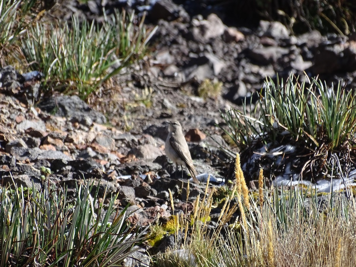 ネズミイワタイランチョウ - ML645651745
