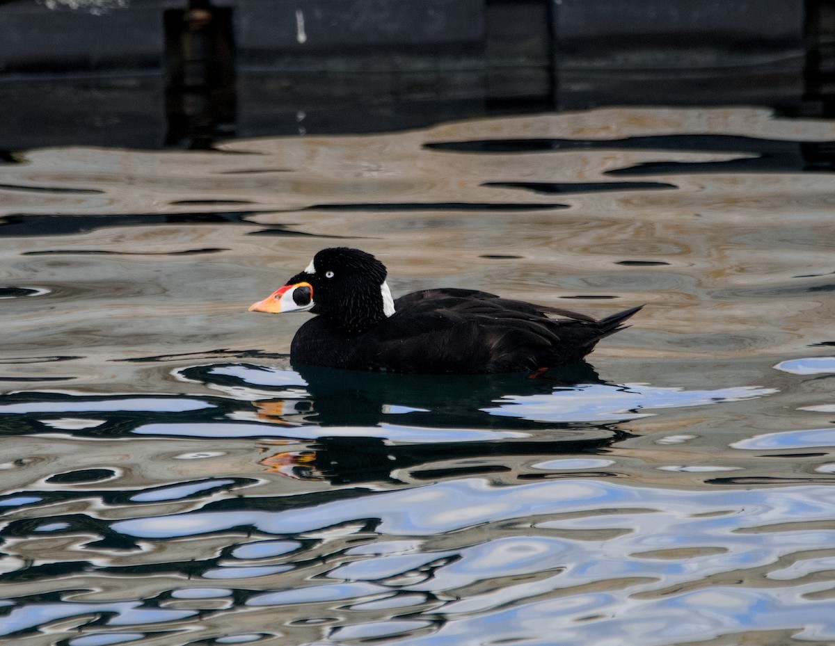 Ahatebeltz kopetazuria - ML645651746