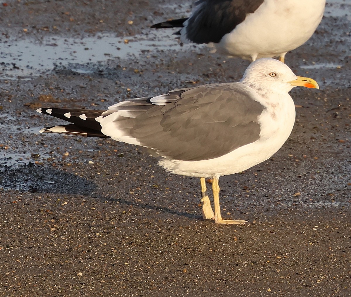 Zafferano - ML645651748