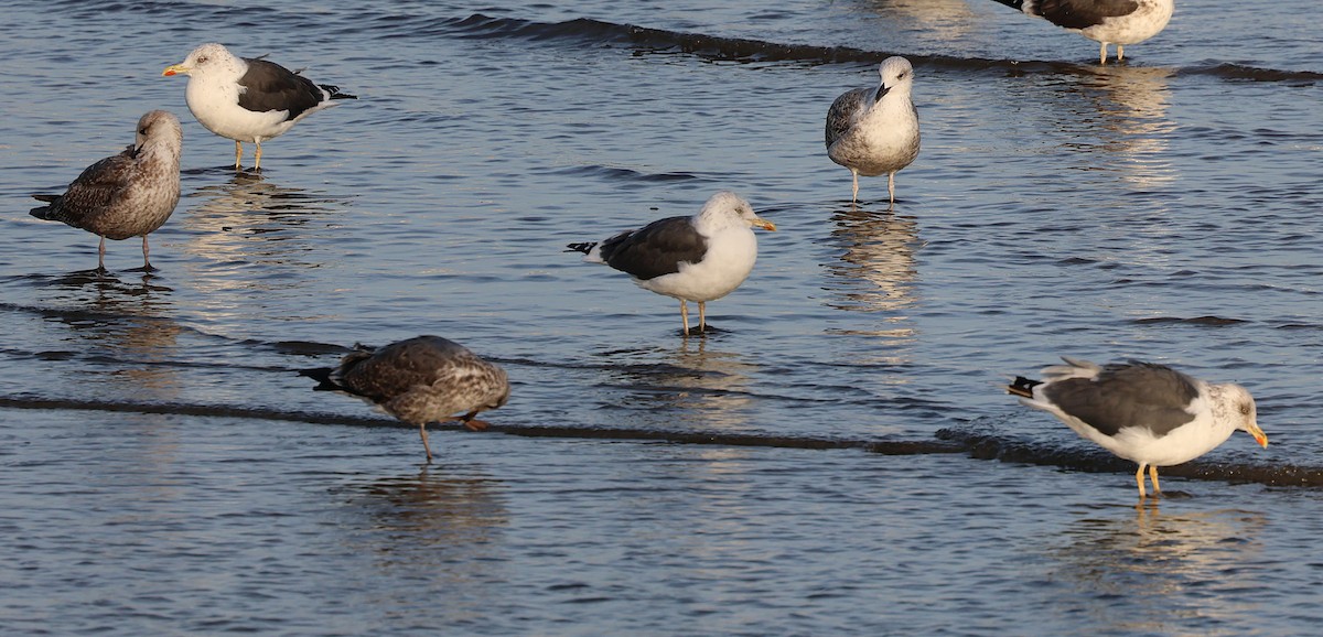 Zafferano - ML645651749