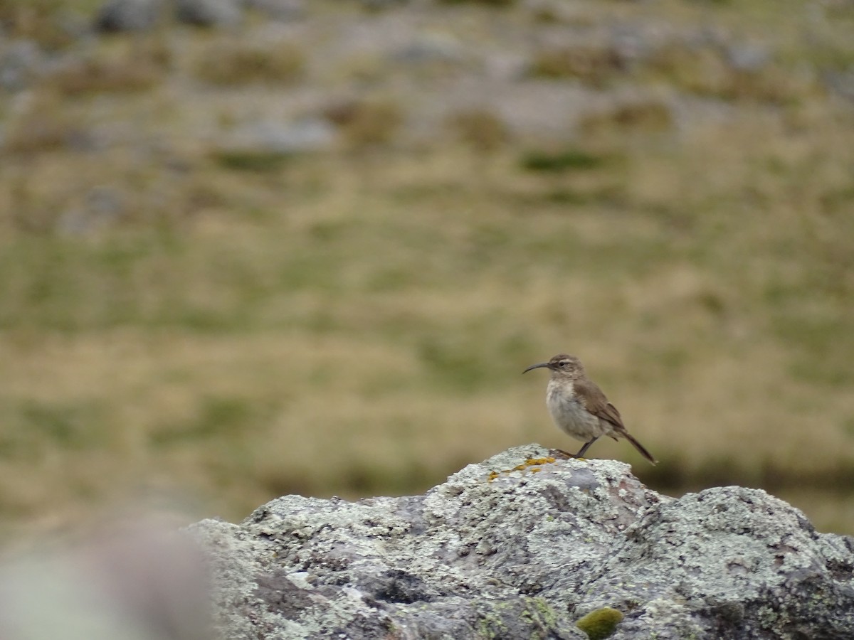 Langschnabel-Erdhacker - ML645651750