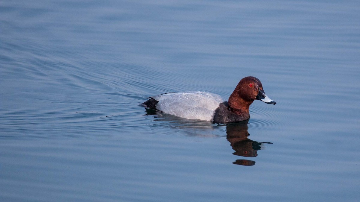 Common Pochard - ML645651770
