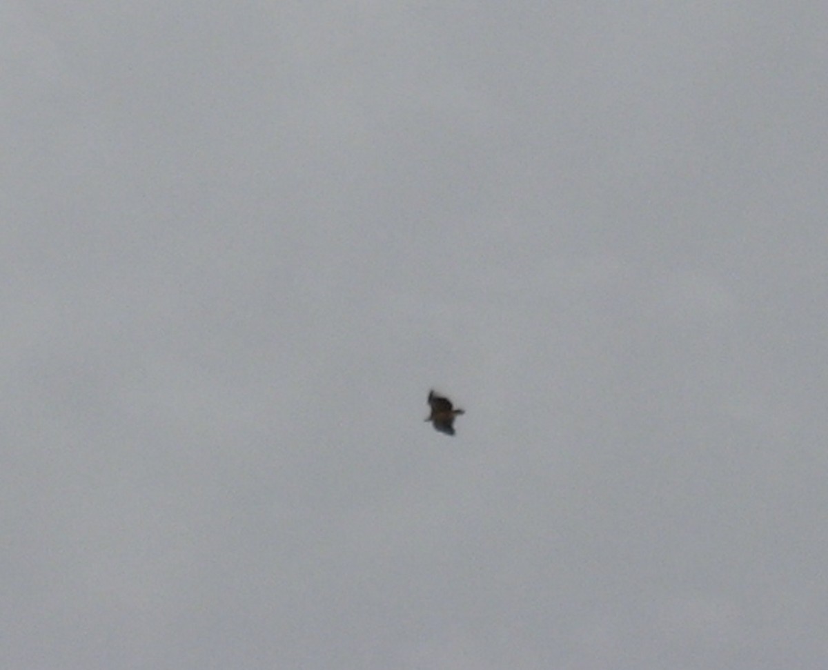 sup ušatý - ML645651771