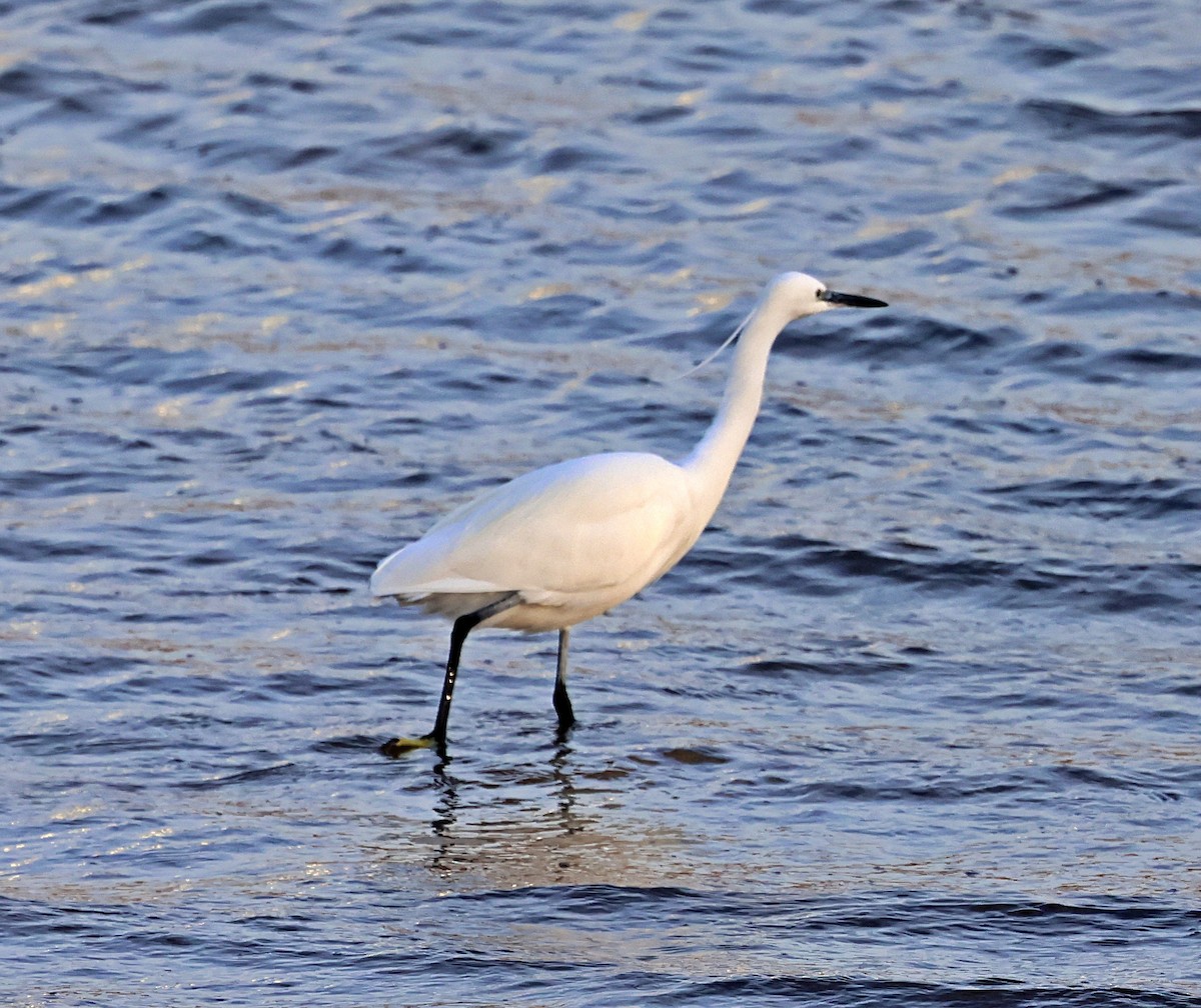Little Egret - ML645651773