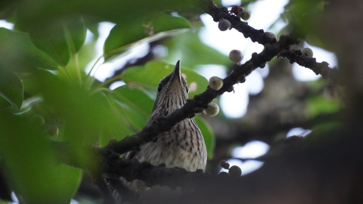 Red-throated Thrush - ML645651781