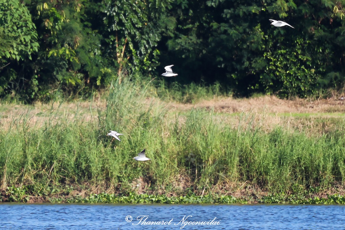 ユリカモメ - ML645651782