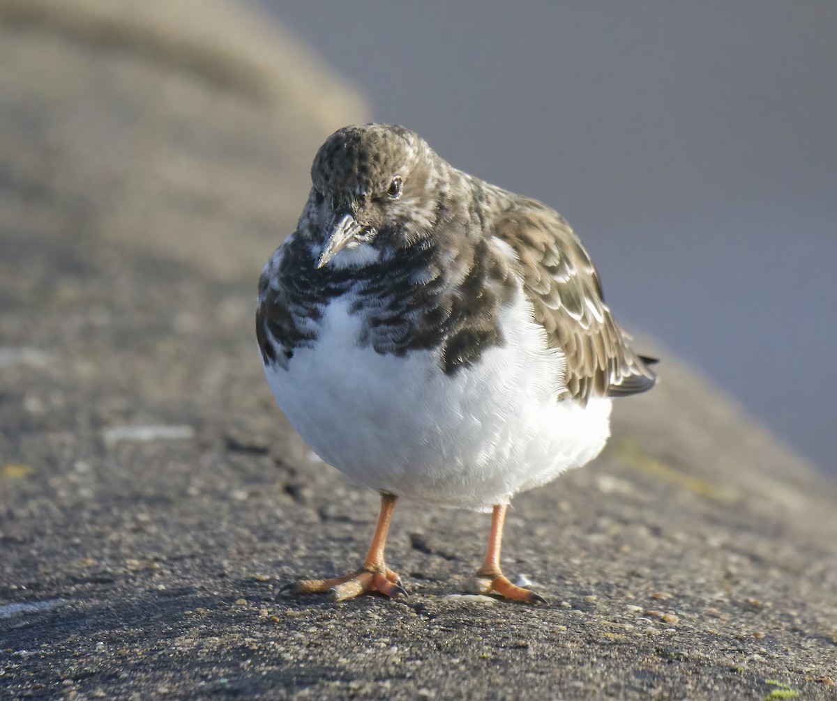 Ruddy Turnstone - ML645651807