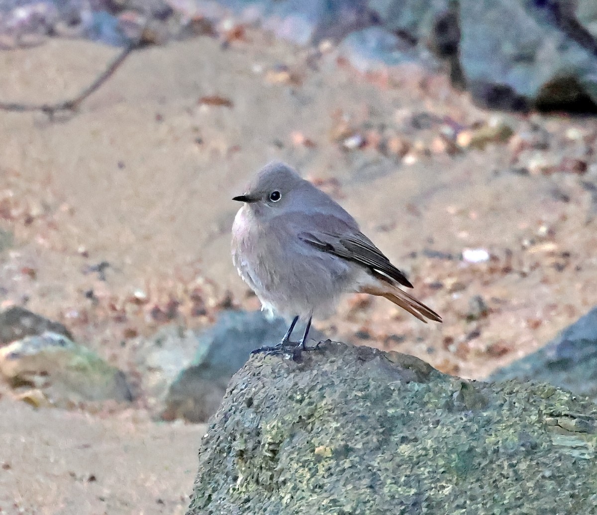 Black Redstart - ML645651811