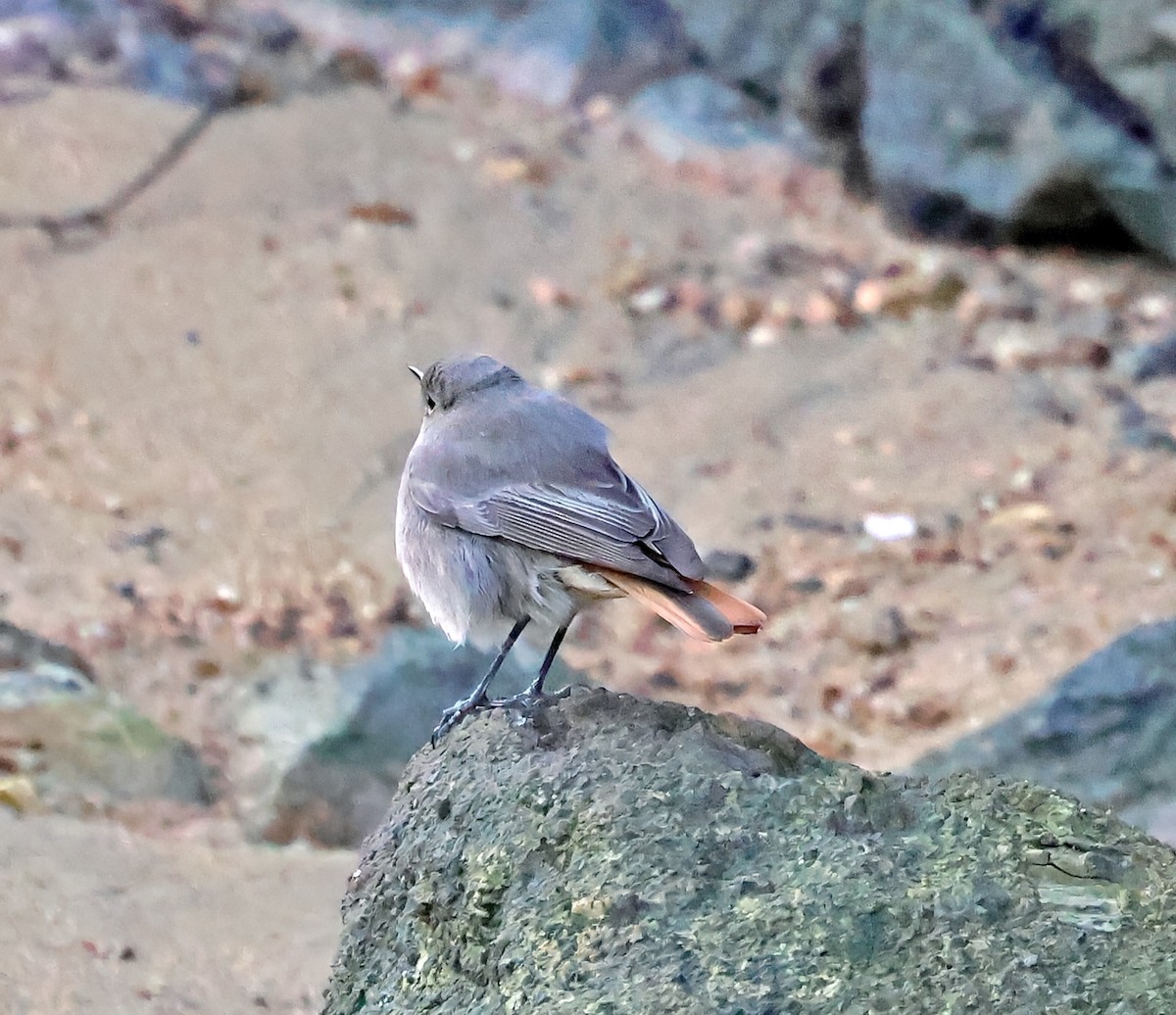 Black Redstart - ML645651812