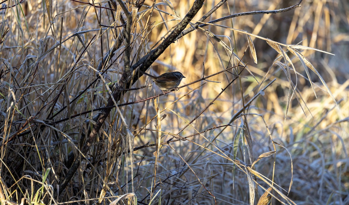 Swamp Sparrow - ML645651816