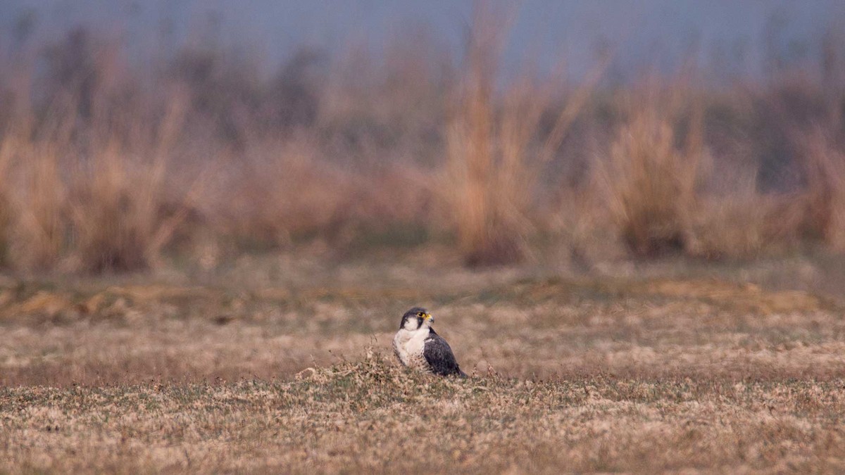 Peregrine Falcon - ML645651817