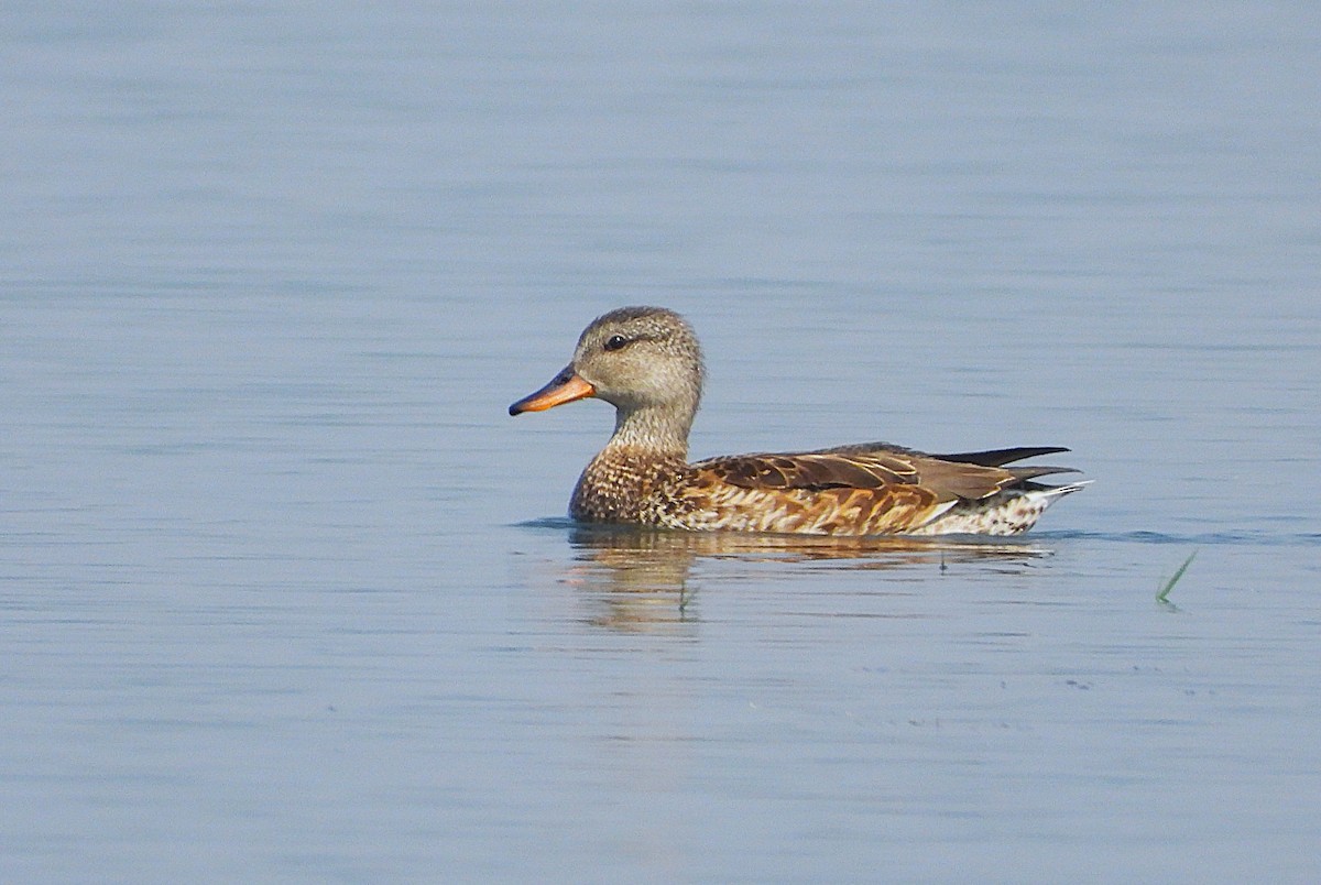 Gadwall - ML645651819