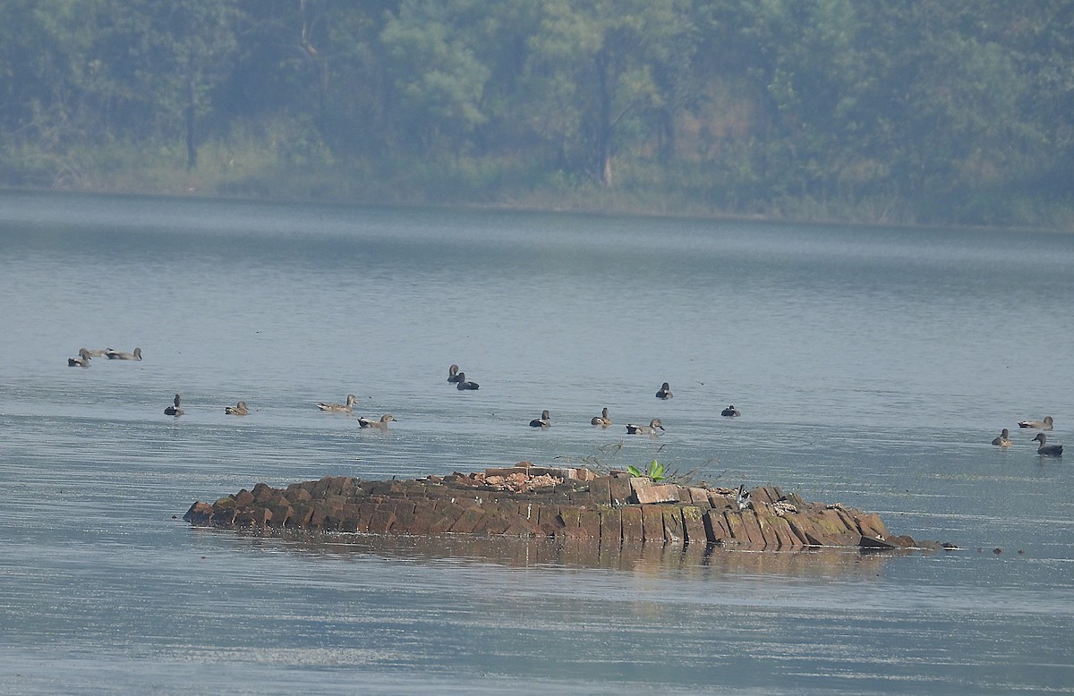 Gadwall - ML645651820