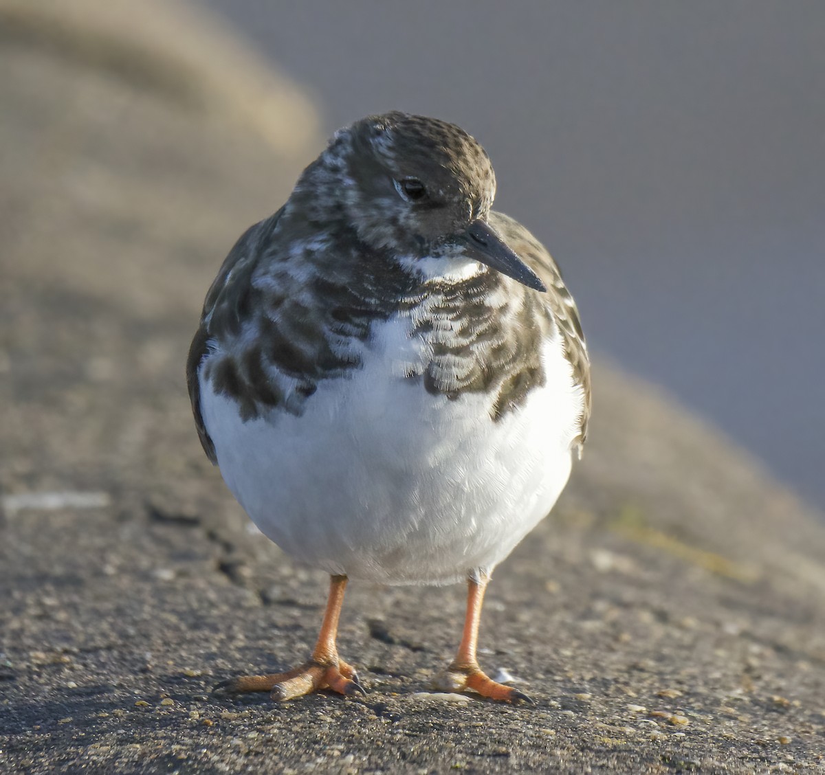 Ruddy Turnstone - ML645651821