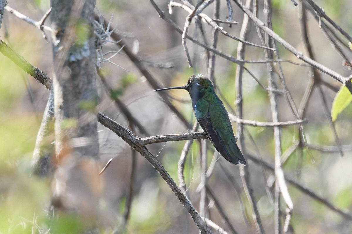 Rivoli's Hummingbird - ML645651822