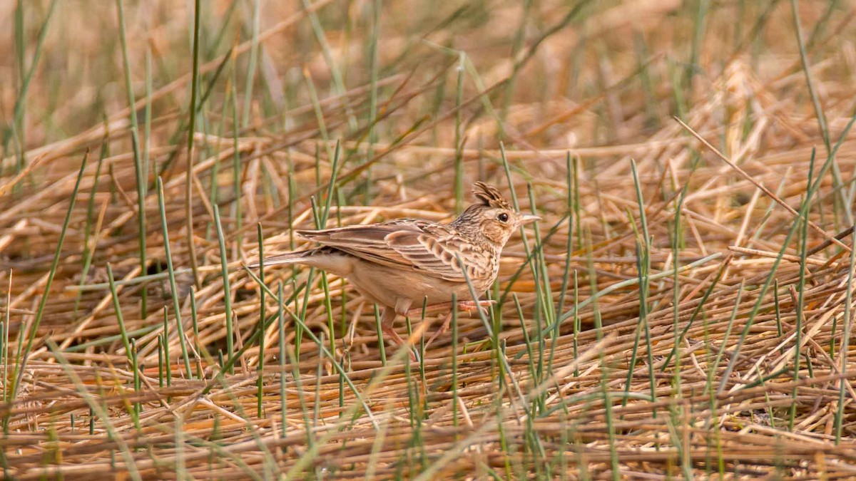 Oriental Skylark - ML645651823