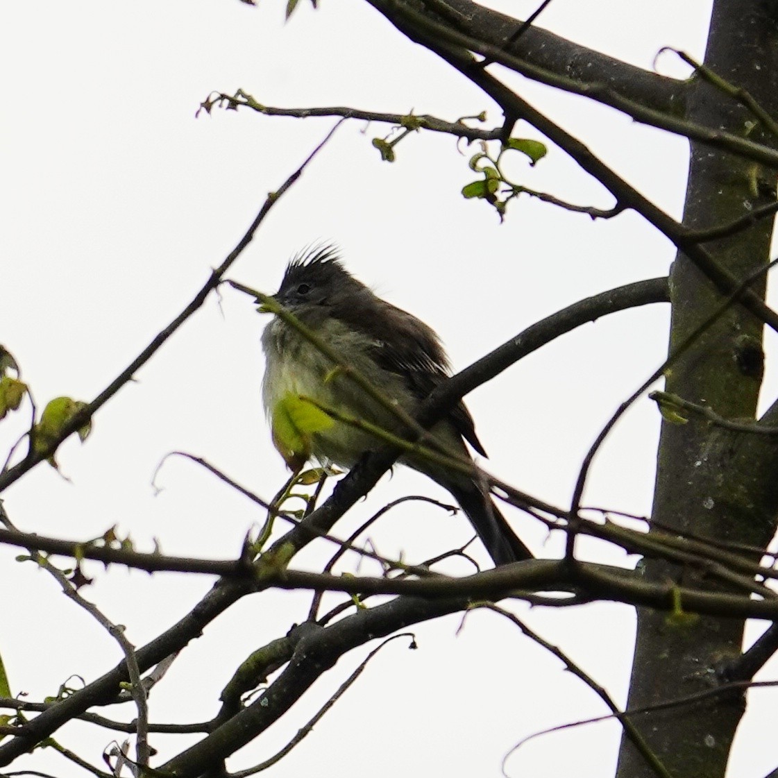 Yellow-bellied Elaenia - ML645651824
