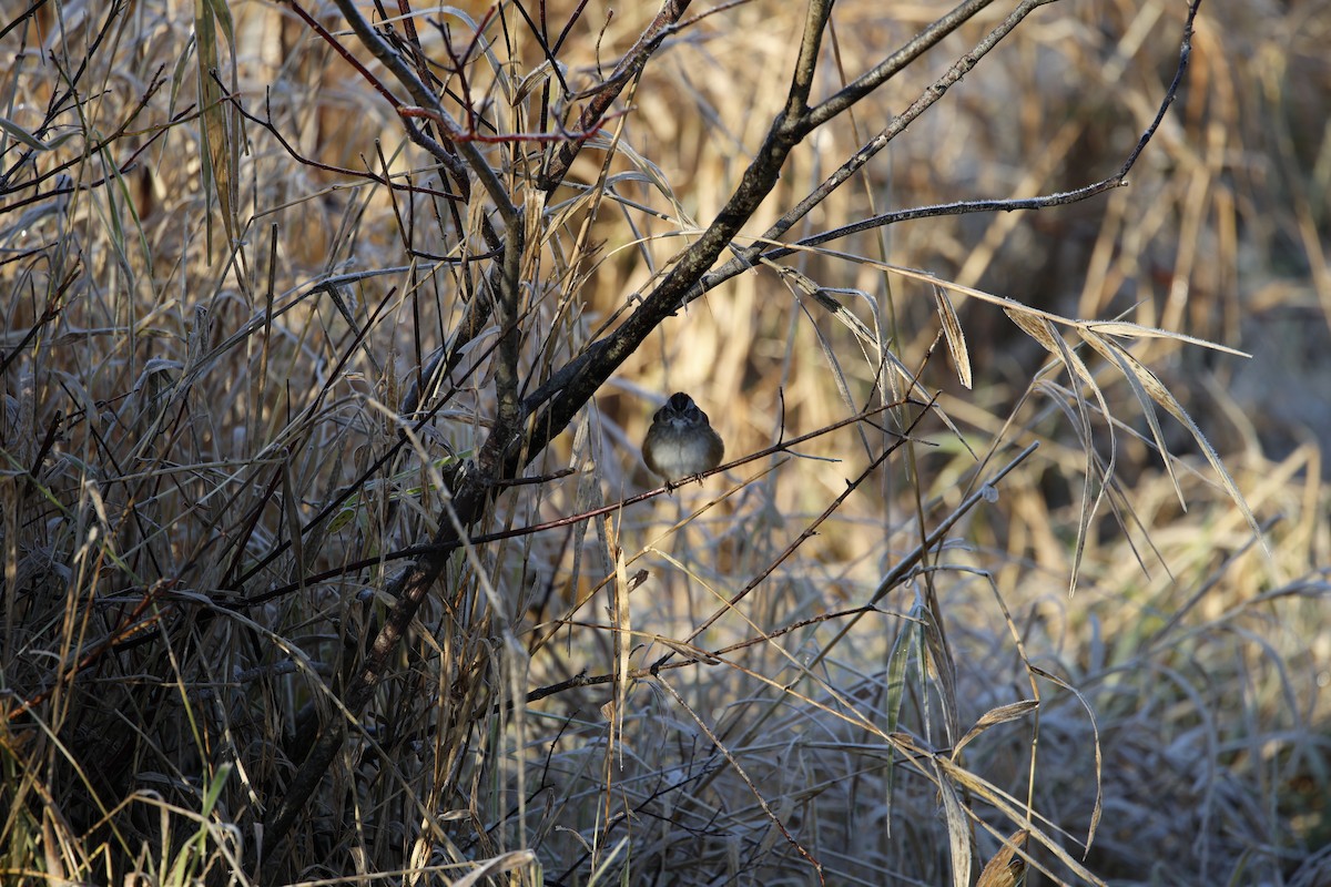 Swamp Sparrow - ML645651828