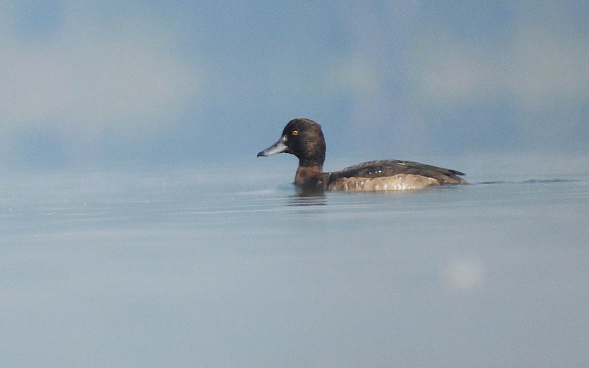 Tufted Duck - ML645651829
