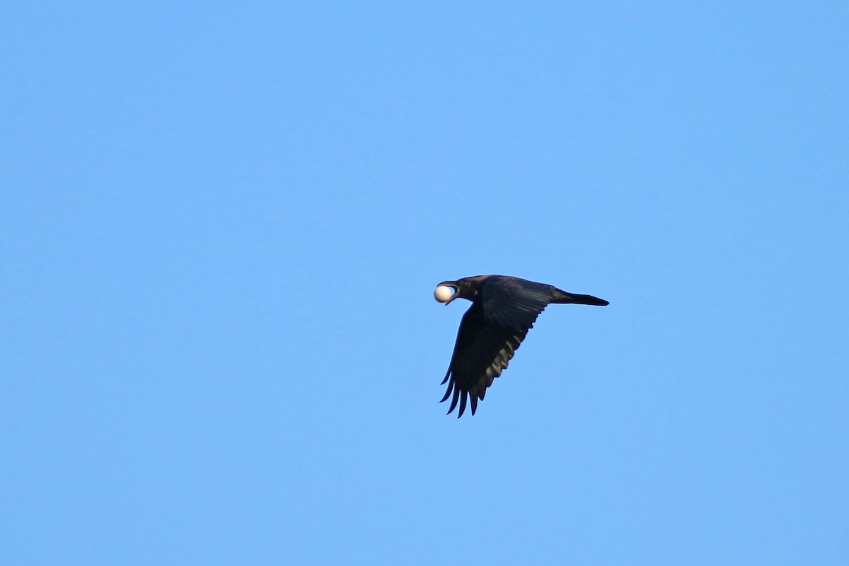 Common Raven - ML645651830