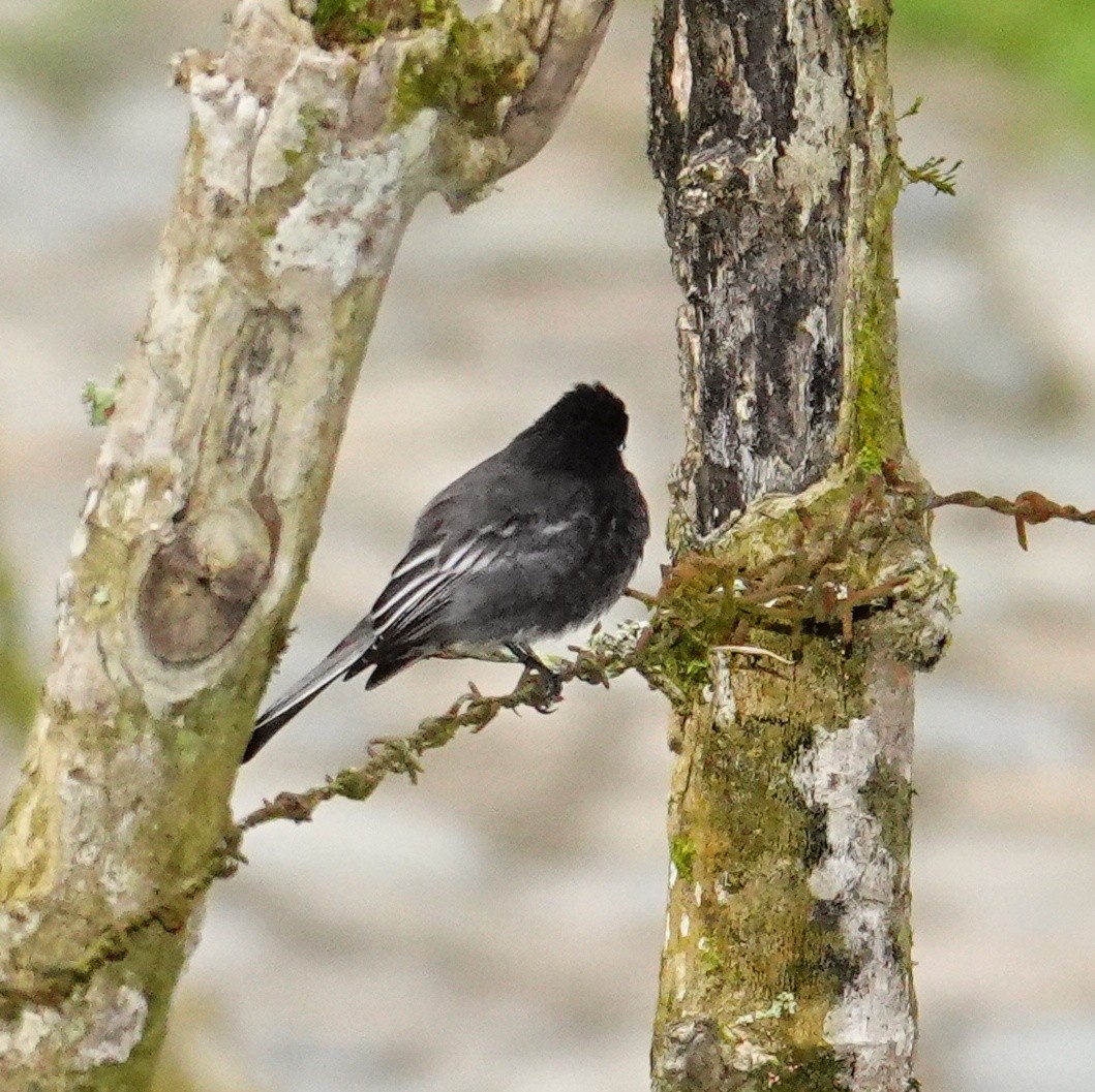 Black Phoebe - ML645651836