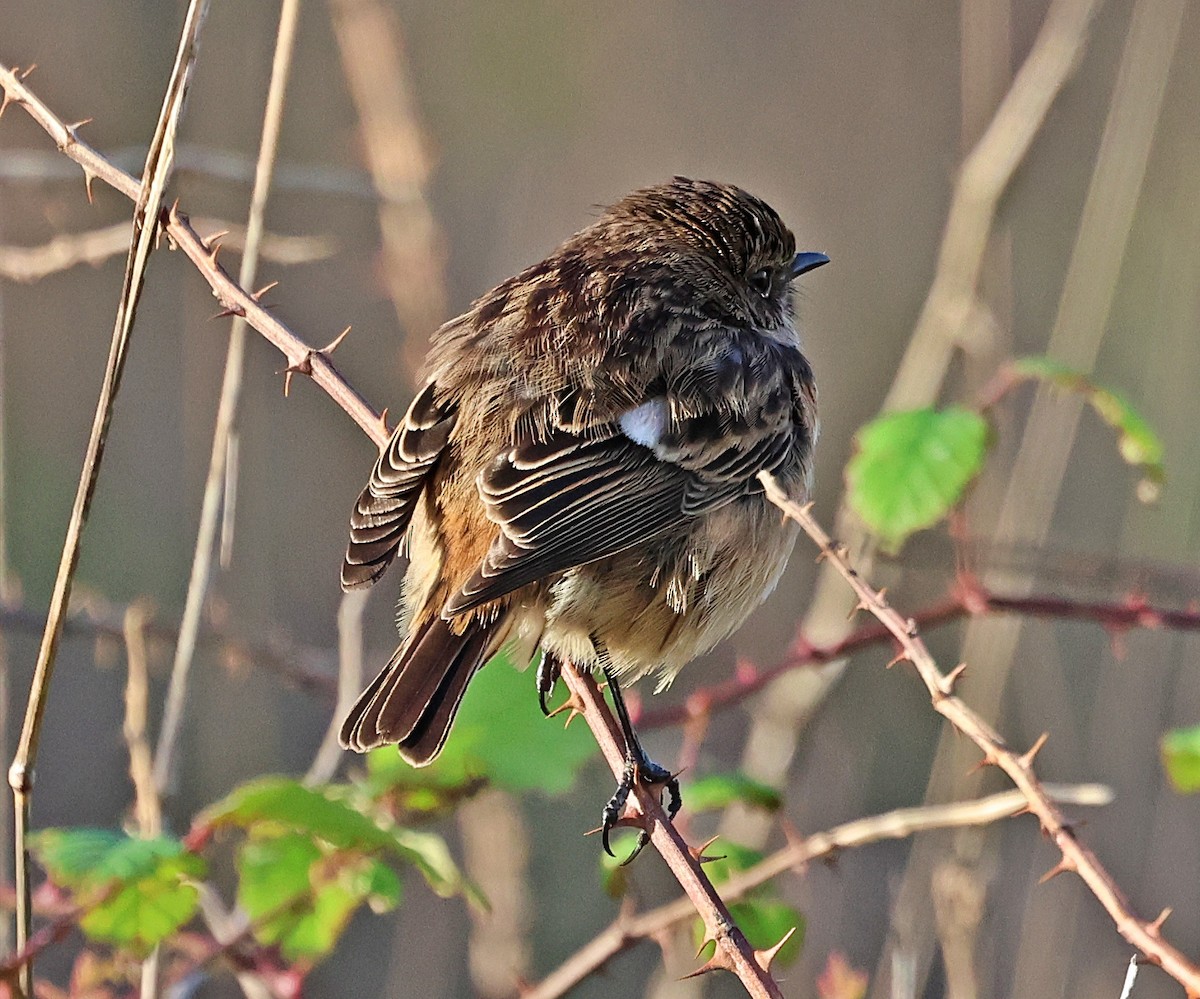European Stonechat - ML645651838