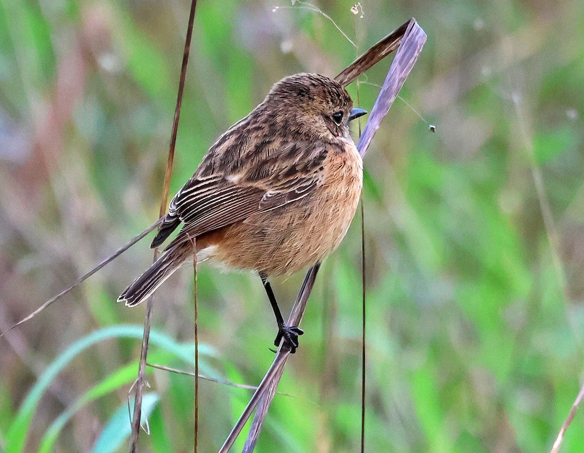 European Stonechat - ML645651839