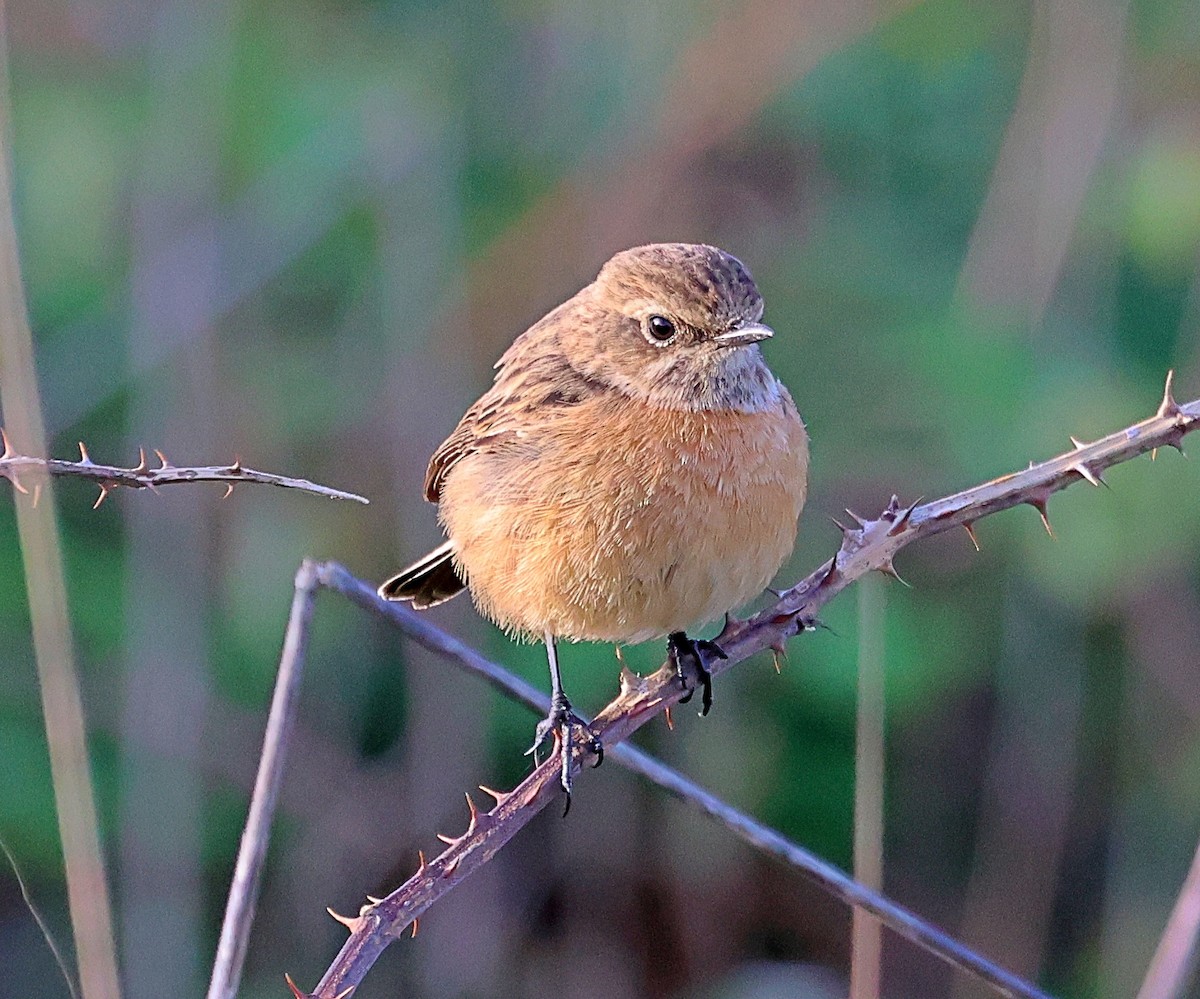 European Stonechat - ML645651840