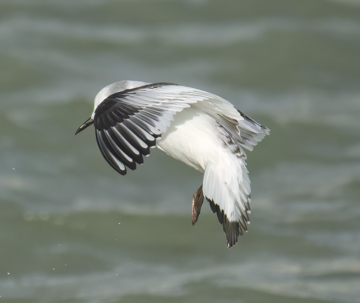 Little Gull - ML645651841