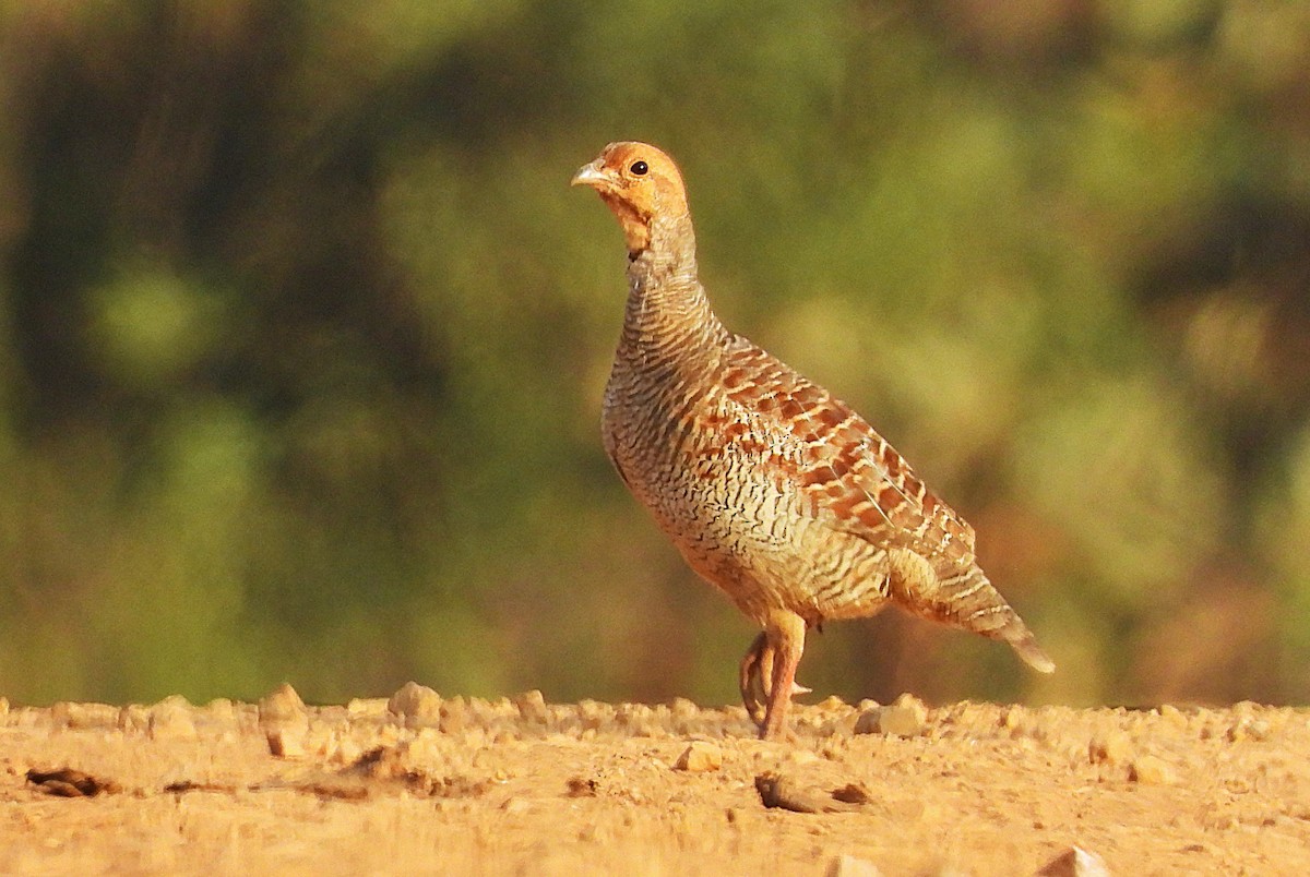 Gray Francolin - ML645651846