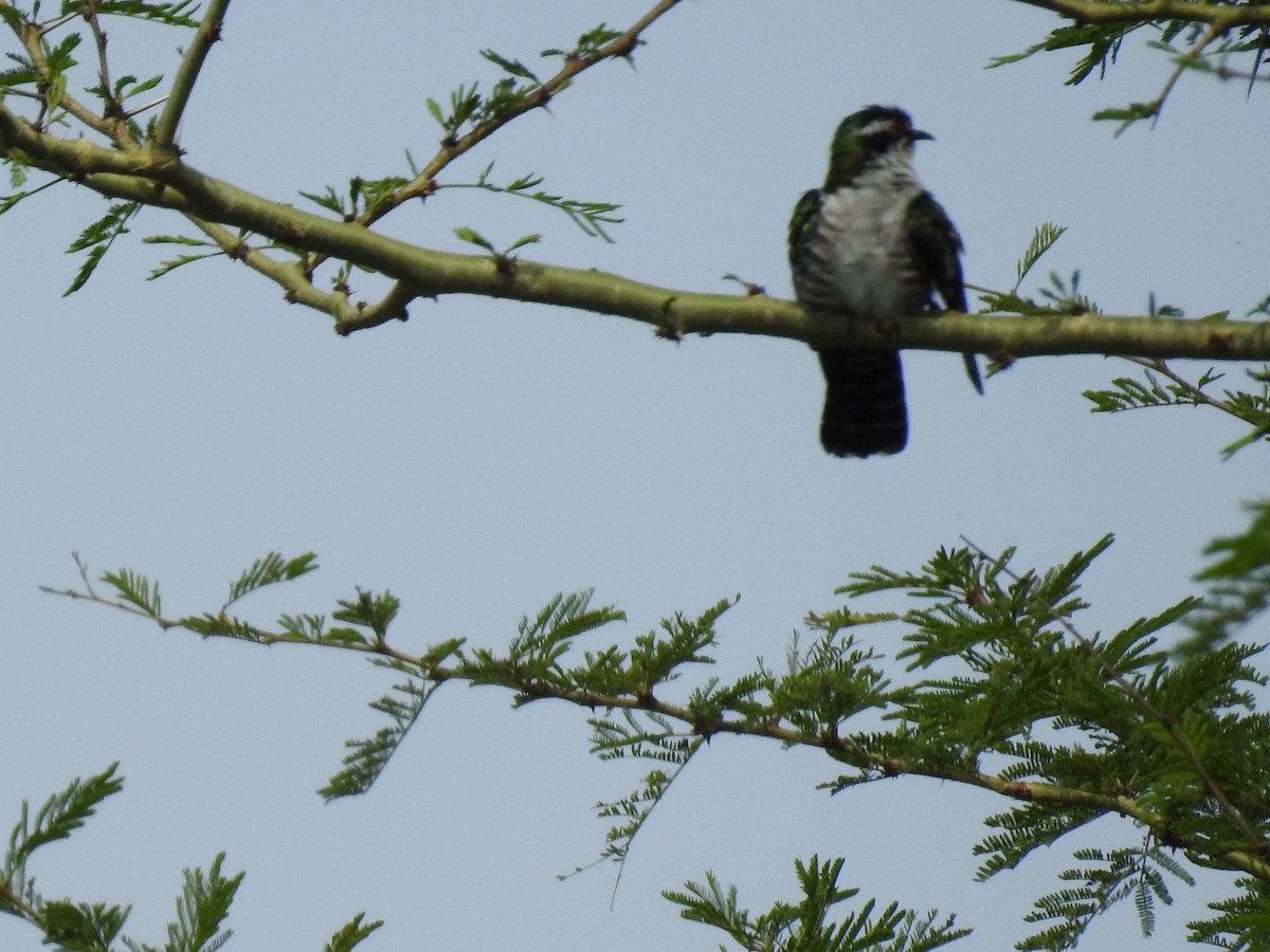 Dideric Cuckoo - ML645651847