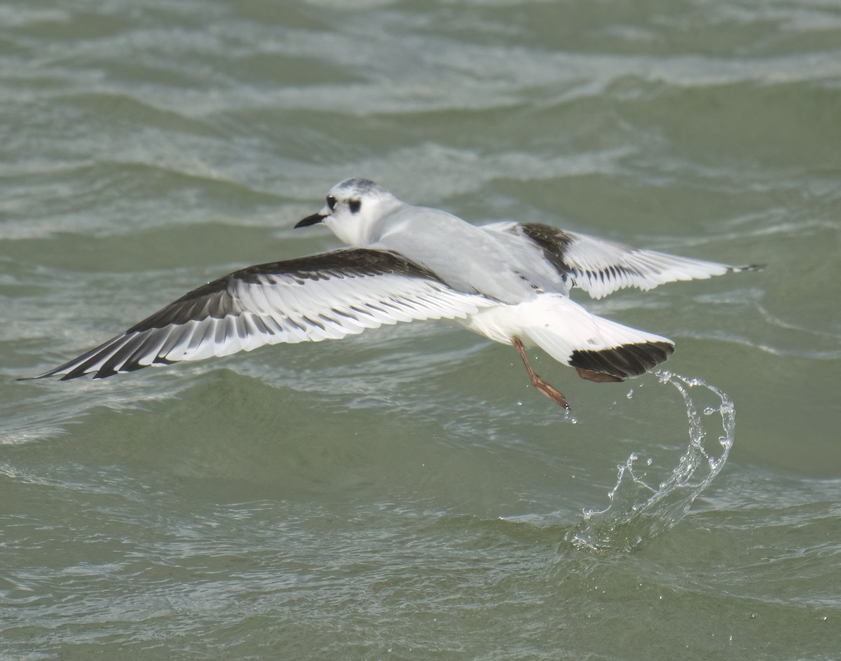 Little Gull - ML645651848